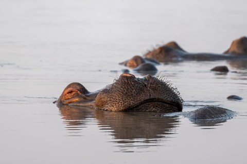 Sleeping hippo (Hippopatamus amphibius) in water with reflection, adult, animal portrait,