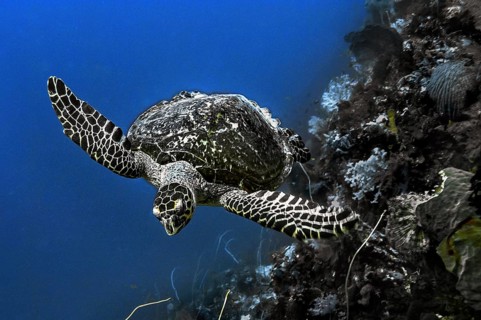 Green turtle (Chelonia mydas), Wakatobi Dive Resort, Sulawesi, Indonesia, Asia