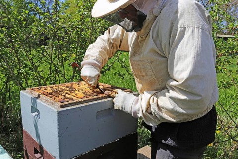 Beekeeper works on his hive