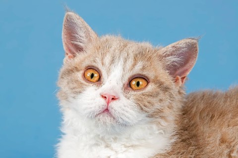 Pedigree cat Selkirk Rex, kitten, age 10 weeks, colour fawn tortie white, animal portrait, studio