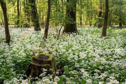 A deciduous forest with white flowering ramson (Allium ursinum) in spring in the evening sun. A
