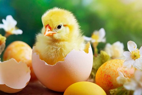 Cute little chick hatching from an egg, Easter chick, baby animal, AI generated, AI generated