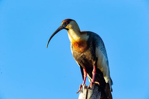 White-necked Ibis (Theristicus caudatus hyperorius) Pantanal Brazil