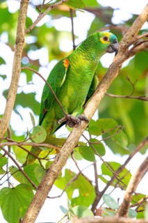 Blue-fronted Amazon (Amazona aestiva (Pantanal Brazil