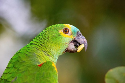 Blue-fronted Amazon (Amazona aestiva (Pantanal Brazil