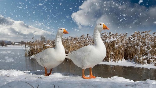 KI generated, animal, animals, bird, birds, biotope, habitat, one, individual, water, reed, blue