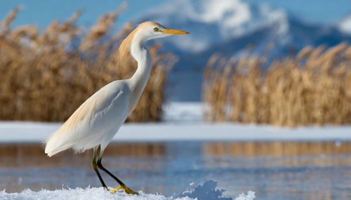 KI generated, animal, animals, bird, birds, biotope, habitat, one, individual, water, reed, snow,