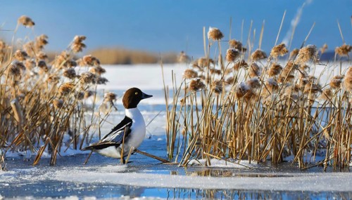 Ai generated, animal, animals, bird, birds, biotope, habitat, a, individual, swims, water, reeds,