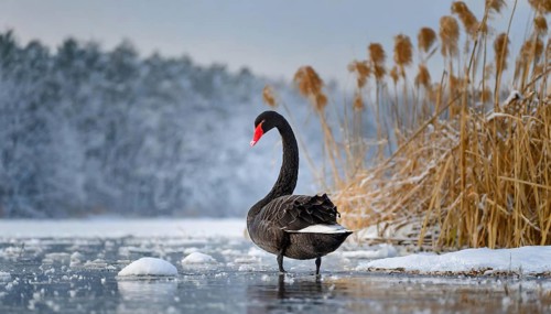 KI generated, animal, animals, bird, birds, biotope, habitat, one, individual, water, reed, blue