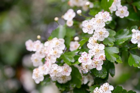 Common hawthorn (Crataegus monogyna), flowers, Velbert, North Rhine-Westphalia, Germany, Europe