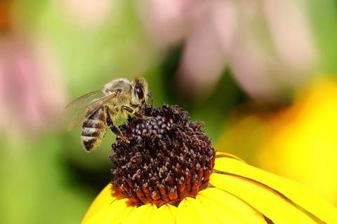 European honey bee (Apis mellifera), collecting nectar from a yellow coneflower (Echinacea