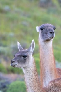 Guanaco (Llama guanicoe), Huanaco, adult, animal portrait, Torres del Paine National Park,