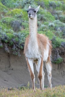 Guanaco (Llama guanicoe), Huanako, adult, Torres del Paine National Park, Patagonia, end of the