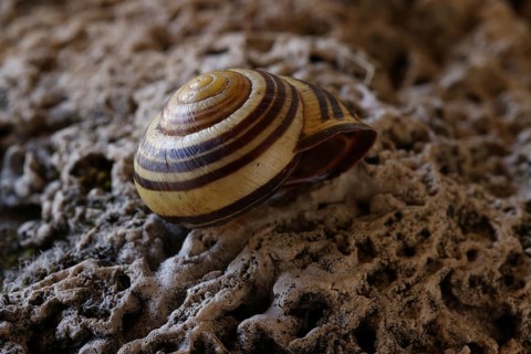 Small snail shell in shades of yellow and brown lies on a colour-matching background of tuff,