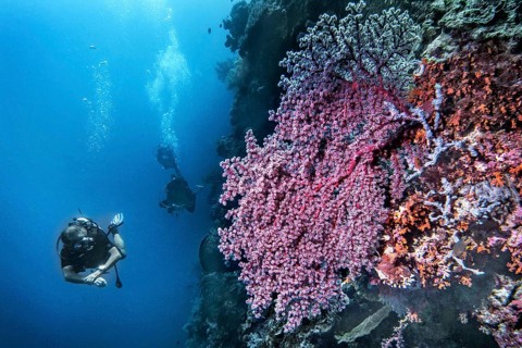 Godeffroy soft coral (Siphonogorgia godeffroyi), with divers, Wakatobi Dive Resort, Sulawesi,