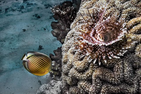 Mediterranean fanworm (Sabella spallanzanii), and Pacific rib butterflyfish (Chaetodon lunulatus),
