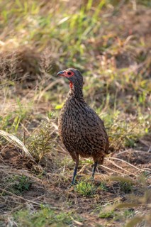 Swainson's spurfowl (Pternistis swainsonii) in the grass, Kruger National Park