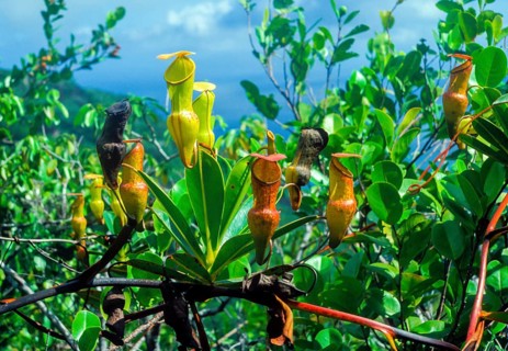 Seychelles, flora, pitcher plants, Africa