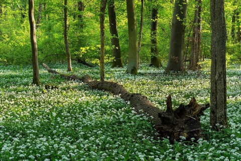 A deciduous forest with white flowering ramson (Allium ursinum) in spring in the evening sun. Dead