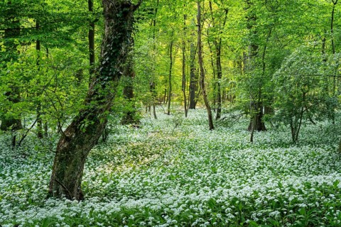 A deciduous forest with white flowering ramson (Allium ursinum) in spring in the evening sun.