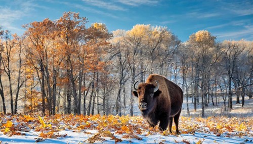 AI generated, animal, animals, mammal, mammals, biotope, habitat, one, individual, foraging,