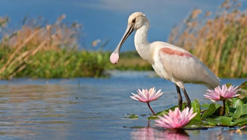 Ai generated, animal, animals, bird, birds, biotope, habitat, one, individual, swims, waters,
