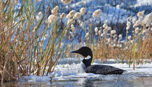 Ai generated, animal, animals, bird, birds, biotope, habitat, a, individual, swims, waters, reeds,