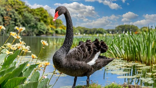 Ai generated, animal, animals, bird, birds, biotope, habitat, a, individual, swims, waters, reeds,
