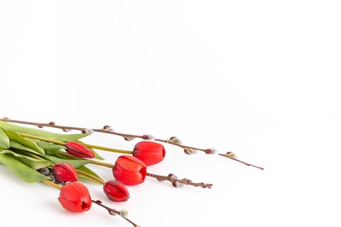 Red tulips next to palm catkins on a white background, copy room
