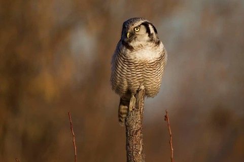 Northern hawk owl (Surnia ulula) in a hide, errant, Saxony, Germany, Europe