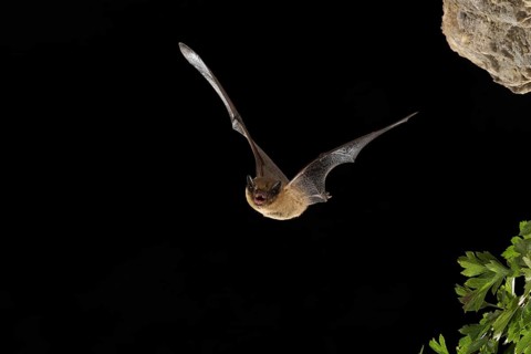 Common pipistrelle (Pipistrellus pipistrellus) in flight, Thuringia, Germany, Europe