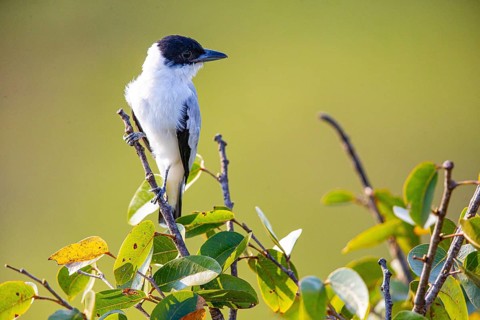 Black-crowned Tityra (Tityra inquisitor inquisitor) Pantanal Brazil