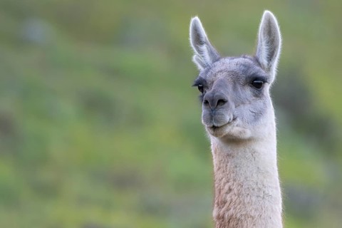 Guanaco (Llama guanicoe), Huanaco, adult, animal portrait, Torres del Paine National Park,