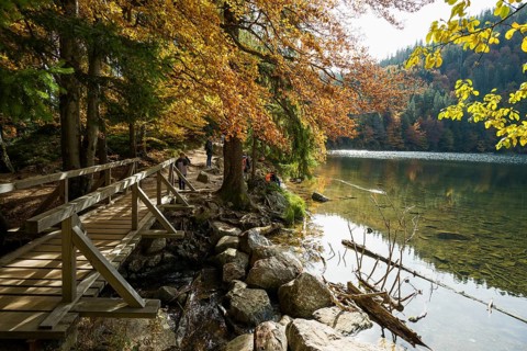 Lake and autumnal coloured forest, Feldsee, Feldberg, Black Forest, Baden-Wuerttemberg, Germany,
