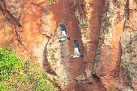 White-necked Ibis (Theristicus caudatus hyperorius) Pantanal Brazil
