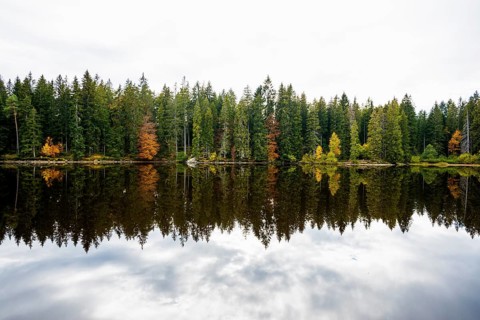 Lake and autumn forest, Mathisleweiher, near Hinterzarten, Black Forest, Baden-Wuerttemberg,