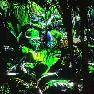 Seychelles, Praslin, Vallee de Mai, Africa