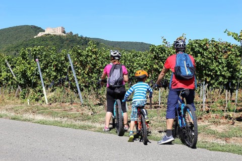 Cycling trip with the family through the vineyards of the Palatinate between Neustadt an der
