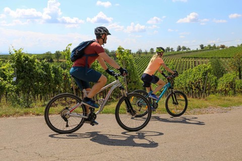 Symbolic image: Young couple on a bike tour in the vineyards, here in the Palatinate near Neustadt