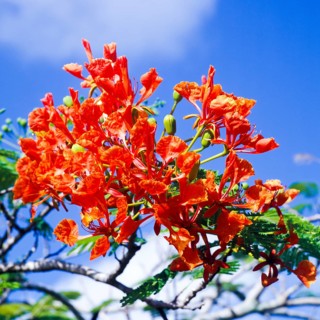Seychelles, Flora, Flamboyant, Delonix regia, Africa