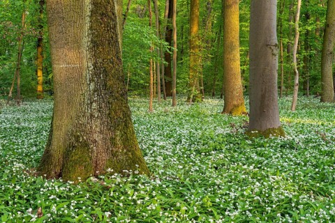 A deciduous forest with white flowering ramson (Allium ursinum) in spring in the evening sun.
