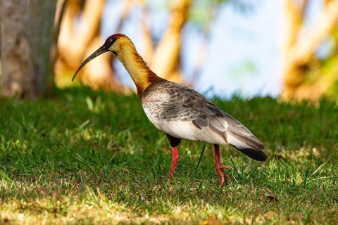 White-necked Ibis (Theristicus caudatus hyperorius) Pantanal Brazil