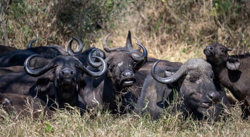 Herd of african buffalo (Syncerus caffer caffer) lying in dry grass, African savannah, Kruger
