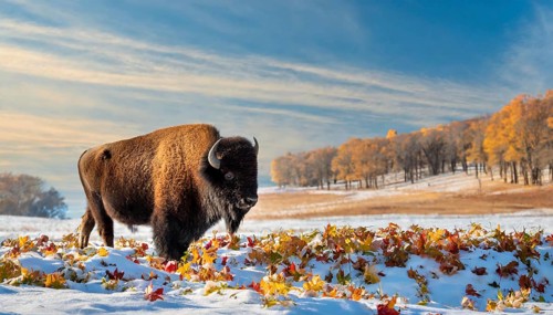 AI generated, animal, animals, mammal, mammals, biotope, habitat, one, individual, foraging,