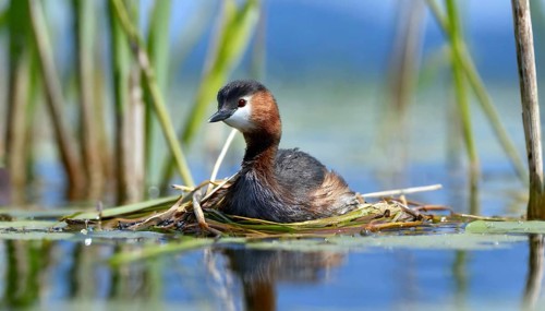 Ai generated, animal, animals, bird, birds, biotope, habitat, a, individual, swims, waters, reeds,