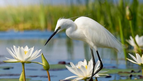 Ai generated, animal, animals, bird, birds, biotope, habitat, a, individual, swims, waters, reeds,