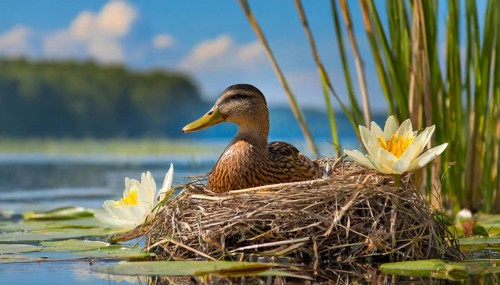 Ai generated, animal, animals, bird, birds, biotope, habitat, a, individual, swims, waters, reeds,