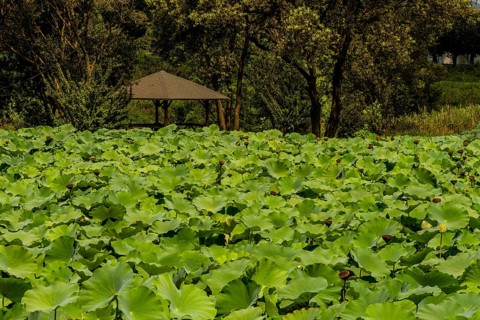Beautiful lily pond in front of wooden gazebo under lush shade trees in South Korea
