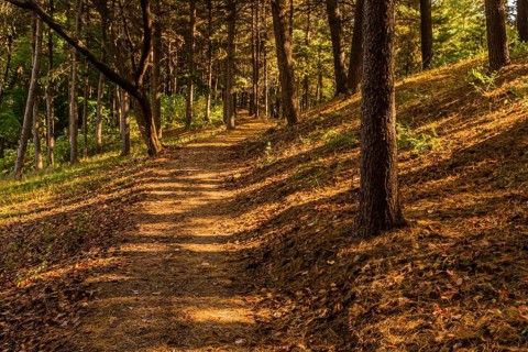 Hiking trail in public park shaded by old growth evergreen trees