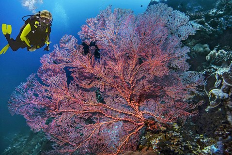 Composing diver, knotted fan coral (Melithaea ochracea), Wakatobi Dive Resort, Sulawesi, Indonesia,